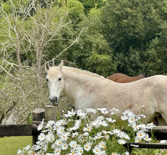 White horse with daisies